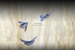 Montier Photo Festival
