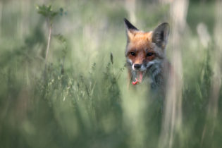 Montier Photo Festival