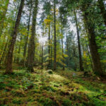 Montier Photo Festival