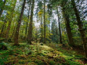 Montier Photo Festival