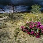 Cactus en fleurs au sud de la Californie.
Format de parution limité au 1/4 de page pour la promotion du livre ORGINES aux Editions Paulsen
Photo : Tous droits réservés Olivier GRUNEWALD