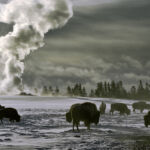 Bisons dans le parc national du Yellowstone dans le Wyoming.
Format de parution limité au 1/4 de page pour la promotion du livre ORGINES aux Editions Paulsen
Photo : Tous droits réservés Olivier GRUNEWALD