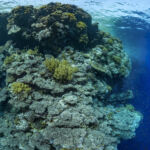 Avec ses eaux claires et ses récifs coralliens regorgeant de vie, la Mer Rouge est un endroit idéal pour la pratique de la photographie sous-marine. Les plongeurs du monde entier y viennent pour immortaliser des ambiances uniques. Les tombants immenses et vertigineux que l'on trouve autour des îles comme Elphinstone, Daedalus, les Brothers, et d'autres, sont parfait pour dénicher de nombreuses espèces de poissons. Le plongeur sur cette photo, nous permet d'apprécier la taille du récif, que l'on ne voit que dans sa partie haute.