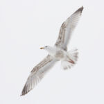 100-400mm
Gregory Perrin