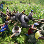 BUKIMA, VIRUNGA NATIONAL PARK, EASTERN CONGO - JULY 24: Conservation Rangers from an Anti-Poaching unit work with locals to evacuate the bodies of four Mountain Gorrillas killed in mysterious circumstances in the park, July 24, 2007, Virunga National Park, Eastern Congo. A Silver-Back Alpha male, the leader of the group was shot, three females were also killed. Two of the females had babies and the other was pregnant. The two babies were not found and it is thought that they will have died of stress and dehydration. The motivation for the killing is not known but it is suspected that there are political motivations. The local illegal Charcoal industry clashes with conservation efforts in this very poor area and Rangers have been threatened, tortured and killed as a result of this clash of political and economic wills. Over 100 Rangers have been killed in their efforts to protect the Gorrillas of Virunga, one of the world's most endangered species. The Congolese Rangers in this particular group are working with Wildlife Direct, a Conservation organisation. The Rangers receive a salary based on donations to Wildlife Direct and perform one of the most dangerous jobs in the world of wildlife conservation. The DRC has the highest toll of human casualties of any country since the second world war, a figure in the region of 4.6 million dead as a result of war and resultant displacement, disease, starvation and ongoing militia violence. (Photo by Brent Stirton/Edit by Getty Images)