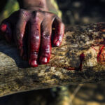 African Elephant bull destroyed as a result of a severe infection in his one tusk root, Phinda Private Game Reserve, Zululand, KwaZulu Natal, South Africa