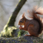 Fabrice Cahez / Sciurus vulgaris, écureuil roux, Allier, Mars 2012 Ecureuil-295-┬®Fabrice-Cahez
