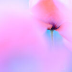 Florine Menetrey / Fleur de Coquelicot Fleur de Coquelicot-┬®Florine Menetrey