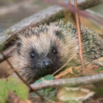 Hérisson commun (Erinaceus europaeus)
