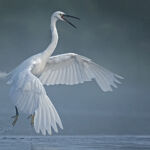 Aigrette garzette-┬®Louis-Marie Préau