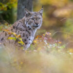Lynx-boréal┬®Laurent Geslin
