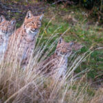 Lynx femelle-et-ses-jeunes-┬®Laurent Geslin