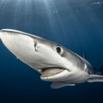 Requin -peau-bleue-┬®Gilles Auroux