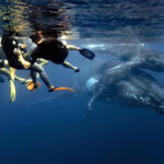 Les baleines à bosse viennent se reproduire le long de nos côtes entre juin et octobre. nous pouvons les approcher dans l'eau en respectant une charte d'approche. Canon 5D MK4 en caisson Seacam et sans flash