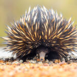 Echidné au bord d'une route en western Australia. Photographie réalisée avec le Canon 5D mark 3 et le Tamron 150-600mm
