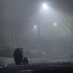 Femelle ours brun et son jeune ourson qui sort certainement pour la première fois glâner les detritus d'une petite ville dans les carpates. Cette images à été réalisée à l'affût avec la lumière des lampadaires, sans autre sartifices.