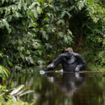 Un mâle gorille (Gorilla gorilla) traverse une rivière forestière pour aller cueillir les tiges de nénuphars qui se trouvent de l'autre côté du cours d'eau. Les gorilles de l'ouest sont relativement à l'aise dans l'eau comparé à d'autres grands singes. Photo prise au cours du suivi des gorilles dans un but mêlant conservation et recherche avec WCS Congo dans les forêts du parc national Nouabale Ndoki.