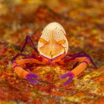 Crevette imperator sur un concombe de mer Mimetisme dans les tons orange ravive par les flashs