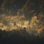Les Vosges et ses mythiques ambiances d'automne ... J'adore quand les brumes s'accrochent dans les petits vallons. Avec mon fidèle 400mm, j'ai pu immortaliser cette scène en étant sur un sommet.