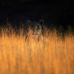 Malgré sa taille imposante, cette lionne du désert parvient à se cacher dans les quelques herbes frêles du désert du Namib. Après une longue sieste, elle lève la tête et se révèle dans le feu du coucher de soleil. Elle se prépare avec sa troupe à une nuit de chasse.