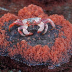 There are 50 millions of red crabs living in Christmas Island of Australia. Every November after first rain, the crabs start to march to beach or sea cliff to dip sea water and prepare for mating. Millions of red crabs suddenly appear and moving to one direction is amazing and one of the most incredible wildlife migration in the world. All crabs gather around the forests close to shore and females and males mate. Then in weeks females when ready move to beach or sea cliff again and release all eggs/larvae. After about 3-4 weeks, these larvae return back to beach by ocean waves and then millions of tiny 1mm larvae become little crabs on beach and start to move into forest and hide for 2-3 years, before getting big enough not to be eaten by others or birds. So from November to January, if you travel to Christmas Island, if lucky enough, you will witness this great migration and very interesting crab behavior, such as females releasing eggs together in one early morning before sunrise, adults eating crab babies, larvae returning from sea and transforming into little crabs, etc. I was so lucky that when I was there in December 2022, I encounter the wonder of females spawning (releasing eggs/larvae) together with millions of larvae / crab babies returning from ocean. It is said that not very often to see in about ten year, especially you can take photos easily of a female crab with hundreds of thousands eggs beneath it belly surrounded by thousands of little crab babies.