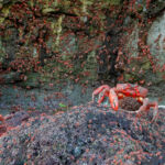 Xu ZHENGZE