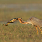 I was waiting in the boat in an area where a purple heron was trying to catch something from the marsh. Then suddenly it jabbed and pulled out a snake. As the heron tried to swallow the snake, it coiled around the neck of the heron. It was a long and intriguing battle between the snake a and the heron. At the end the perseverance of the heron won.