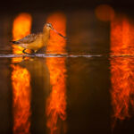 A bar tailed godwit strolls at dusk during its postnuptial migration along an estuary on the Asturian coast. Thanks to having a very luminous telephoto lens I was able to extend the day until the streetlights around us were lit so that I could capture the reflections on the water that make the godwit appear to be walking on fire.