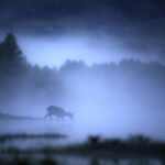 Biche venant boire dans un lac noyé dans la brume
Pyrénnées
Mai 2020