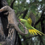 The image of this rare behaviour of birds attcking monitor lizard was taken at keoladev national park, Rajasthan, INDIA.