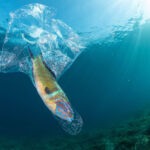 Plastic gloves are true death traps for marine fauna, in this case a Mediterranean goldfish has been trapped inside. But he survived