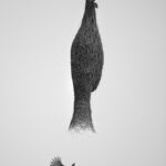 On my way to Nilgala I saw this Baya Weaver nest hanging on the tip of a tree bough. The Beaver was flying about and was about to enter its nest through the funnel like opening. This is a safety mechanism that they have taken to make sure the nestlings will not become prey -especially to snakes. On my way to Nilgala I saw this Baya Weaver nest hanging on the tip of a tree bough. The Baya Weaver was flying and was about to enter to its nest through the funnel like opening. This is a safety mechanism that they have taken to make sure the nestlings will not become prey -especially to snakes. By constructing the nest with the entrance at the bottom and the main nesting chamber above, the weaver birds create a clever deterrent against snakes. Snakes typically approach from the ground, and the design of the nest makes it difficult for them to reach the nestlings. The narrow and downward-facing entrance acts as a barrier, preventing snakes from easily climbing into the nest and preying on the young birds. It's fascinating to learn about the intricate adaptations that animals like the Baya Weavers develop to protect their offspring from potential predators. The construction of the nest with the entrance at the bottom and the main nesting chamber above is a remarkable example of how natural selection shapes behaviors and structures in animals. This kind of behavior showcases how animals can find innovative solutions to the challenges posed by their environment. The Baya Weaver's strategy of placing the entrance in a way that deters snakes from accessing the nest demonstrates the remarkable ways in which animals can adapt to their surroundings to increase the chances of their offspring's survival. Observations like the one I made during my trip to Nilgala provided a valuable insight into the lives of these creatures and the amazing ways they have evolved to thrive in their habitats. It's a reminder of the diversity of life on our planet and the complex relationships between s
