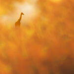 Giraffe on dreamy and bucolic atmosphere by one single shot of camera in Kenya