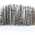 TRAVEL IN HOKKAIDO -MINIMALIST IMAGES AND WILDLIFE IMAGES