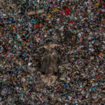 A lone elephant is spotted here feasting on a very vibrant patch of a vast garbage site. As some of the largest waste dumping sites are placed very much close to the Important Dry Zone forests in Sri Lanka, Elephants regularly visits these sites, looking for an easy meal and finally absorbing microplastics and polythene along with the food, which are life threatning elements. This is only a small portion of a massive landfill which also demonstrates the bad practices and the inconsistencies of waste management techniques in an island that is home to 10% of the world's Asian elephant population.