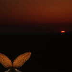 I found this small emperor butterfly (Saturnia pavonia) near my hometown, in the Duna-Ipoly National Park, during a spring photo shoot. The comb-like feelers caught my attention the most, so I tried to depict them in an interesting way. The setting sun came to my aid for this. I was so engrossed in photographing the groping that I only realized at home that I hadn't taken a photo that showed the whole animal.