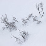 Lièvre variable (Lepus timidus) au gîte, en pelage blanc d'hiver dans les Alpes valaisannes, Suisse.
© Photo Olivier Born