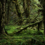 Luxuriance d'une forêt pluviale tmeperée captée lors d'une journée plluveuse du mois de mai. Hoh Rainforest, Olympic Peninsula, état de Washington, Etats-Unis