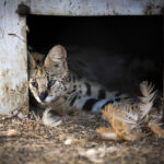 During my trip to South Africa we had to fix a problem with our car. For this we had to take an extra night somewhere in the northern part of South Africa. We found an accomandition on a small farm. When we arrived at the place I found several wild animals living on that farm. Especially one Serval which was caged in just a few square meters, broke my hearth. Because we had one morning at this farm anyway, I decided to spend the morning with