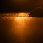A hedgehog on a rainy light. The lights of the car illuminate the wet street and the outlines of the headgehog.