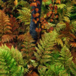 From a recent trip to Northern Norway, its forests at the end of September are full of color and boast a great chromatic range in their ferns.
I set out to make an intimate photograph that captured the essence of these birch forests full of ferns. As it usually happens to me I ended up taking this picture in a steep area working to secure the tripod and compose the scene. Slight underexposure to saturate the color in a natural way and cover the areas that do not contribute to the composition.
Birch :Betula Pendula; Eagle fern: Pteridium aquilinum
Nikon D850, Nikon 16+35, 35mm, f/18, 2s, ISO640, 5900ºK