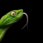 Au cours des prospections nocturnes, j'ai pu trouver ce superbe individu de Vipère des palmiers. Un juvénile d'une vingtaine de centimètres seulement. Il était camouflé dans la végétation de la forêt tropicale, sur une plante à près d'un mètre du sol. J'ai privilégié un gros plan afin de mettre en avant les couleurs incroyables de ses écailles : vert, bleu, jaune... ainsi que son oeil doré. Pour obtenir les contrastes souhaités, j'ai utilisé un flash déporté avec un diffuseur. En sentant ma présence, la vipère sortait régulièrement sa langue et j'avais l'espoir de figer cet instant.