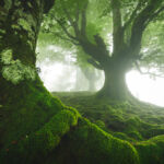 In an area completely covered by moss, a monochrome scene is created, where different greens are the only colors present.
Magical spring day in the beech forest in Gorbea.