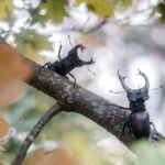 In the silence of the summer forest, on the branch of a mighty oak tree, two stag beetles met. One of them raised his paw as if in greeting, and the second beetle reciprocated. It seems that they have known each other for a long time and are glad to meet...
I used a macro lens and Focus Stacking (several frames with different focus points) to increase the depth of field in the frame to capture all the beauty and detail of the beetles.
