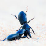 Fight of beetles (Scarites cyclops) in the Doñana Natural Park, Southern Spain