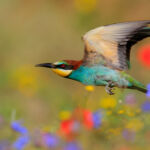 European bee-eater among flowers. Next to a colony of bee-eaters there was a large mountain meadow. Once the sun warmed the area, dozens of bee-eaters hunted insects of all kinds. Since June was cool this year the flowers were present practically until July. Grazalema, Cádiz. Southern Spain