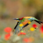 European bee-eater among flowers. Next to a colony of bee-eaters there was a large mountain meadow. Once the sun warmed the area, dozens of bee-eaters hunted insects of all kinds. Since June was cool this year the flowers were present practically until July. Grazalema, Cádiz. Southern Spain