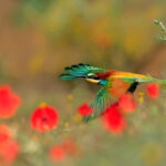European bee-eater among flowers. Next to a colony of bee-eaters there was a large mountain meadow. Once the sun warmed the area, dozens of bee-eaters hunted insects of all kinds. Since June was cool this year the flowers were present practically until July. Grazalema, Cádiz. Southern Spain