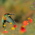 European bee-eater among flowers. Next to a colony of bee-eaters there was a large mountain meadow. Once the sun warmed the area, dozens of bee-eaters hunted insects of all kinds. Since June was cool this year the flowers were present practically until July. Grazalema, Cádiz. Southern Spain
