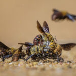 Carnarvon, Western Australia. It's a tough life for Dawson;s Burrowing bees, especially for females. The males (brown) search for virgin females (white) and upon finding one hiding in a burrow, wait until she emerges. When she does finally venture out, she is often mobbed by the males in a furious mating frenzy. Females are known to be killed in such mating balls. I have studied these bees for several years and their bad bee-haviour never ceases to fascinate me.